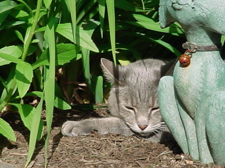 My cat sunbathing