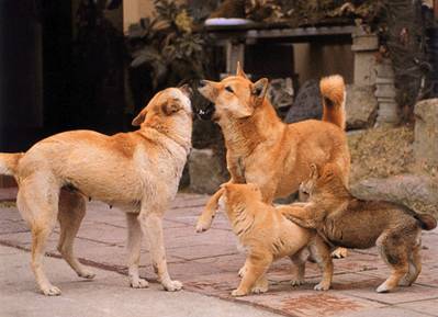 Jindo Family