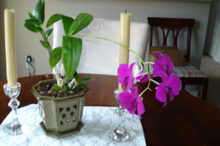 My, continually blooming, orchid