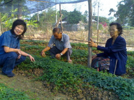 Jiaogulan growing in Chiang Rai.