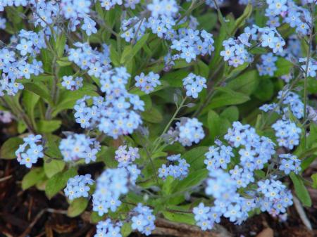 Forget Me Nots