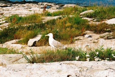 Sea gulls