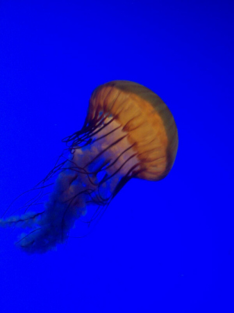 Jelly Fish