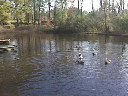 My back yard pond now