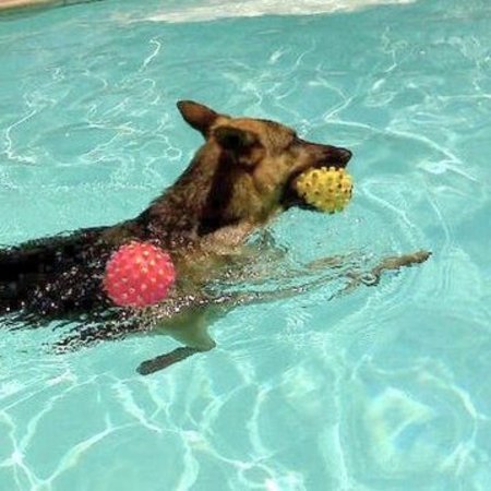 Mischa playing ball in the pool.