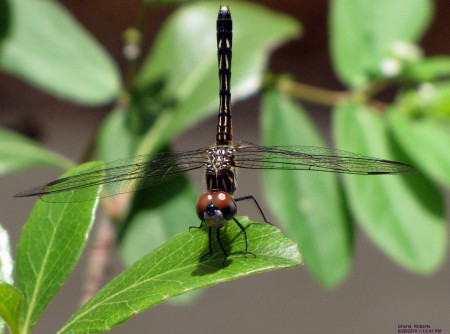Florida Dragonfly~ Upclose and personal