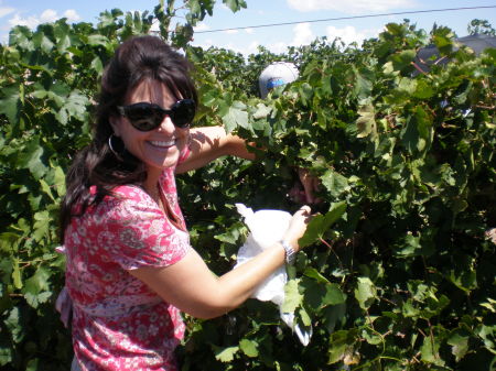 Picking grapes