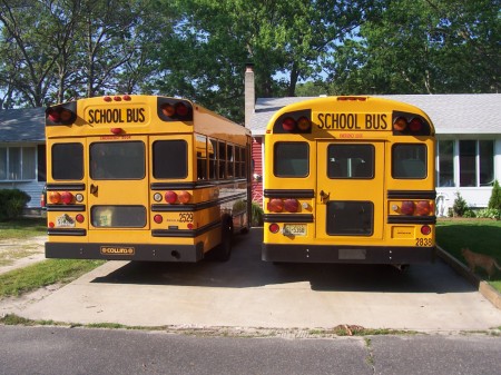 Bus Asses