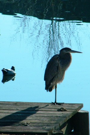 Heron on our dock