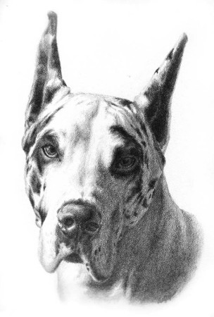 Great Dane