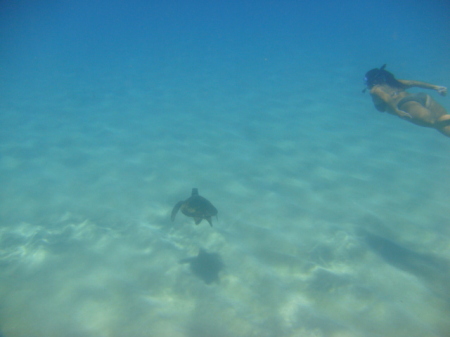 me swimming with a turtle on north shore