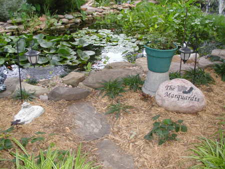 Part of our pond