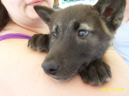2 mo old wolf