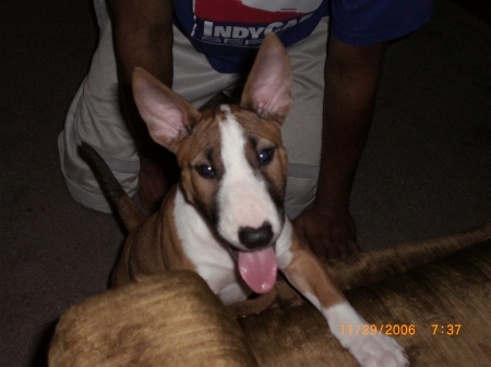 My Bull terrier baby Soraya!!! Yeah its Chico!