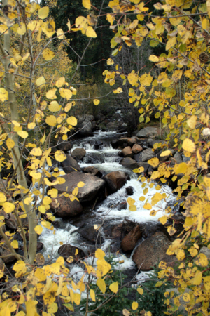 Aspens in the Fall