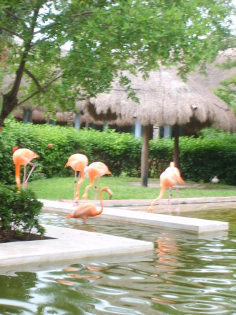Flamingos at Paraiso del Mar