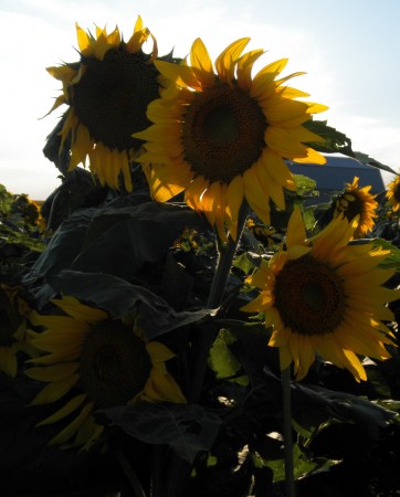 Joy Christensen's album, SUNFLOWERS