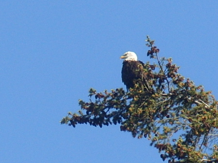 American Bald Eagle