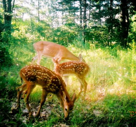 twin fawns and mom