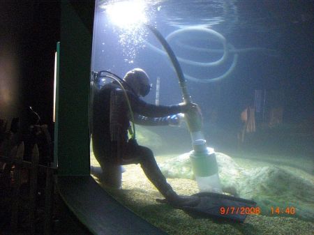 vacuuming the fish poopies