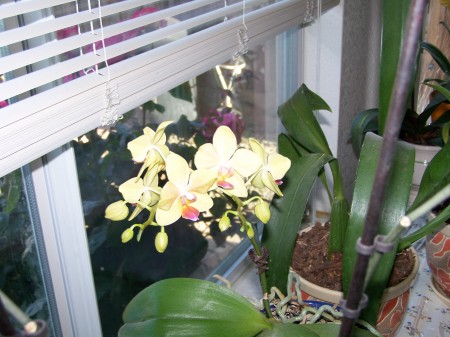 Small Yellow Orchid