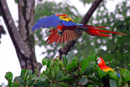 The macaws are everywhere in Costa Rica