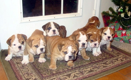 One of our litters of English bulldogs