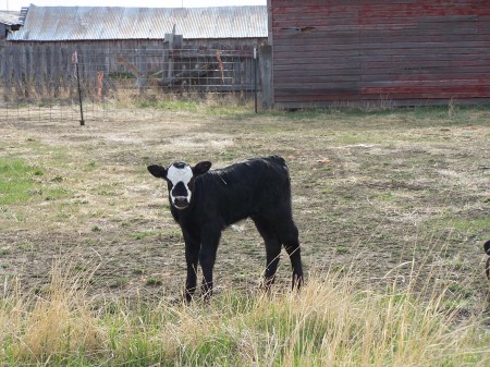 my "bum" steer, 3 weeks old