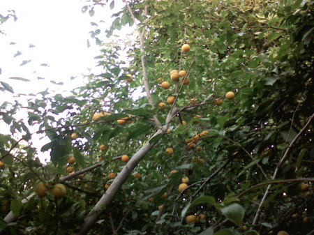 yellow plums