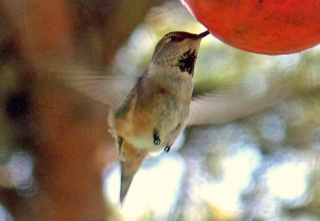 Feeding Time