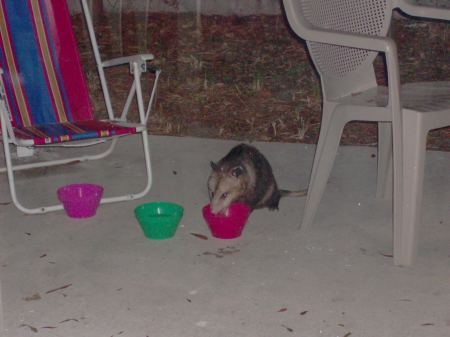 fatso the possum is at my house