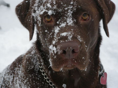 Tootsie, the mighty snow dog!