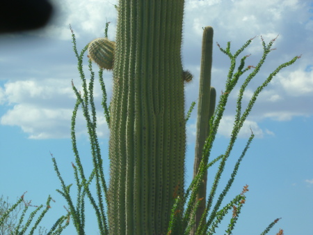 Starr Guckert's album, Arizona Desert, Summer 2010