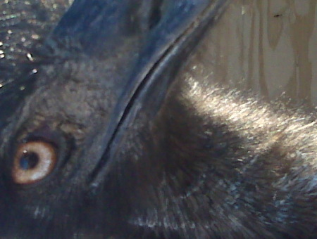 closeup of an emu.