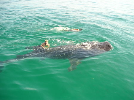 whale shark trip, Mexico