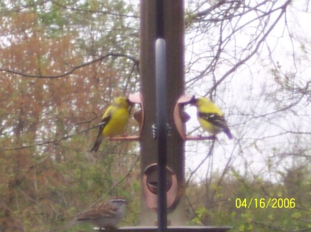 yellow finches