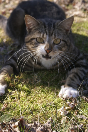 Spike, about to pounce