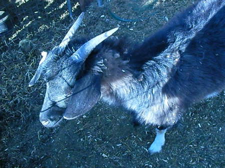 goats 048