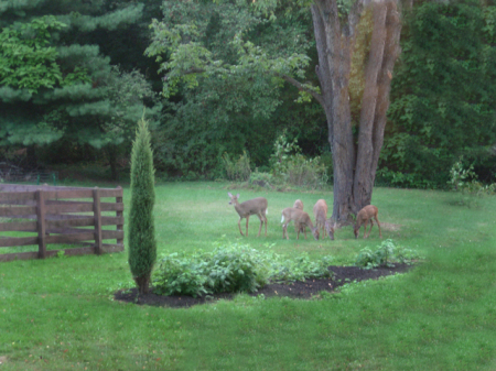 Whitetails in the yard