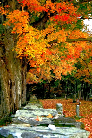 Autumn at the dead people's condo...