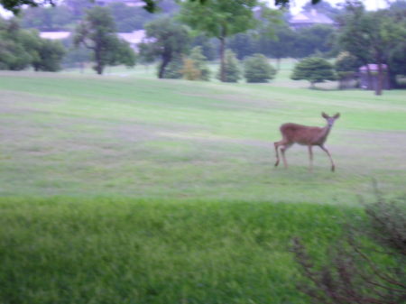 Deer at Dad's place.