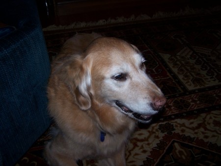 Candy--our swet golden girl