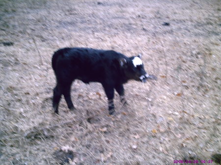 New Baby Heifer