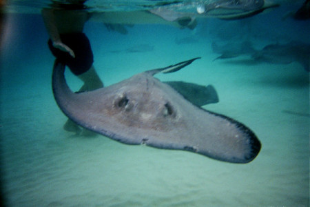 Stingray City, Grand Cayman