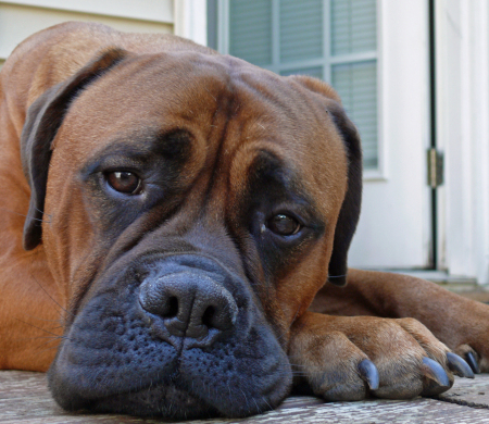 Jersey our bullmastiff