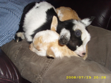 Our Baby Goats