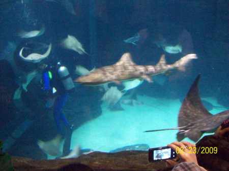Ripley's Aquarium Stingray Exhibit