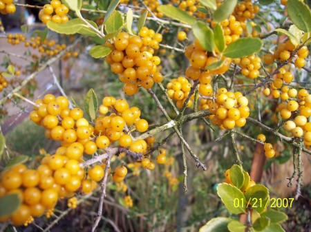 Saratoga Gold Yaupon Holly