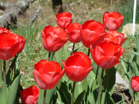 Tulips in my yard