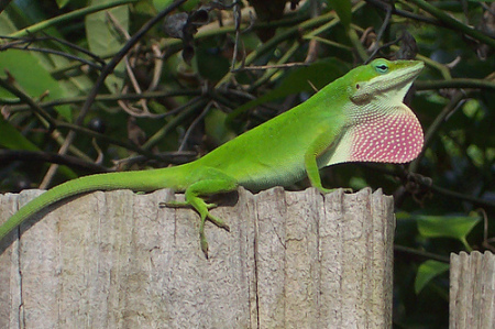 GREEN ANOLE